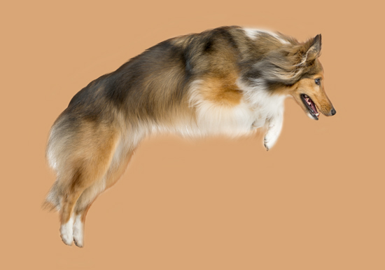 Sprung Collie