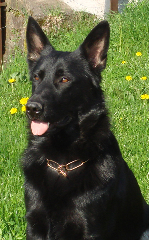 SPRENGER Chain Collars