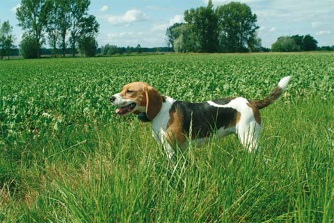 Jagdbedarf