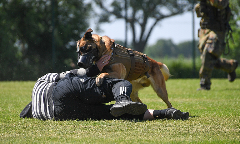 Police and Military K9s