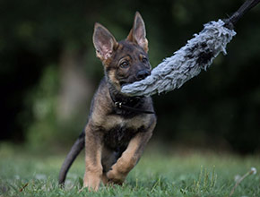 Schweikert Hundesportartikel